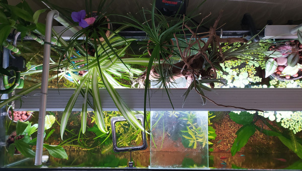 Aménagement en aquarium ouvert