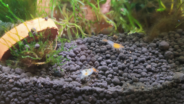 Neocaridina davidi var. sakura orange (sakura orange)