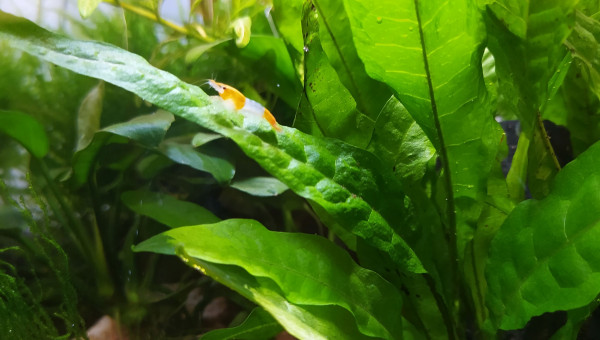 Neocaridina davidi var. sakura orange (sakura orange)