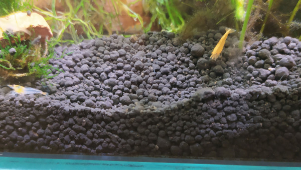 Neocaridina davidi var. sakura orange (sakura orange)