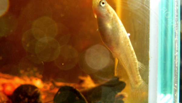 Kryptolebias sp. aff. heyei bon gout GT15-01 adulte