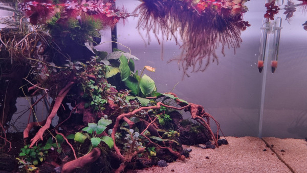 Bac betta 38L Anubia buce