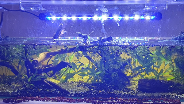 tartarium 80 pour mirabillis