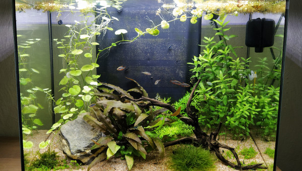 Mon aquarium après 4 mois.