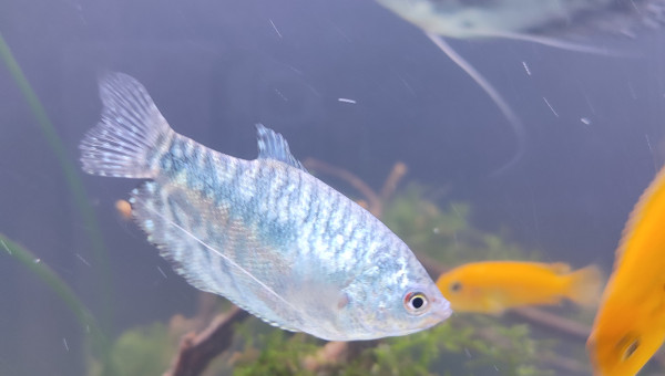 Gourami bleu ( mâle ? )
