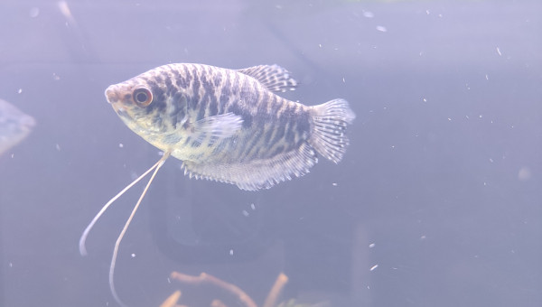 Gourami bleu ( femelles ? )