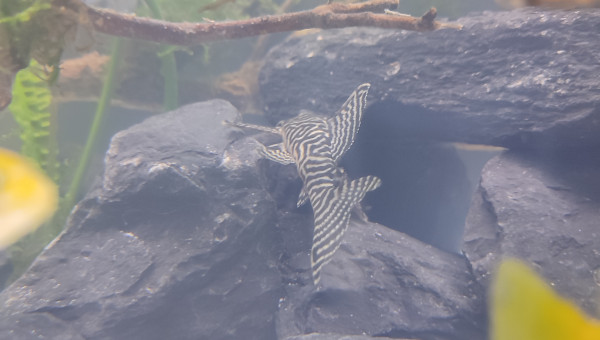 Hypancistrus King Tiger