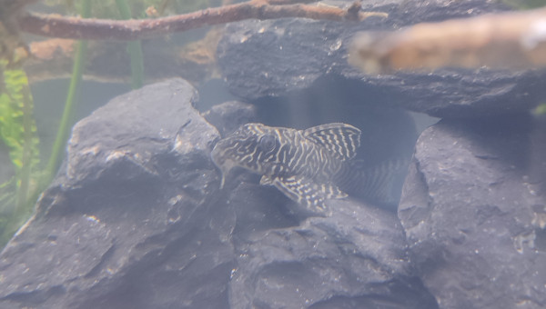 Hypancistrus King Tiger