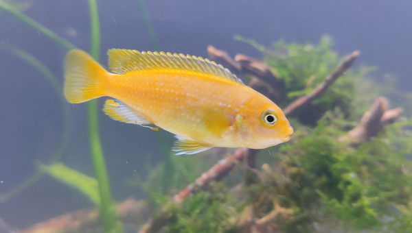 Pseudotropheus Saulosi