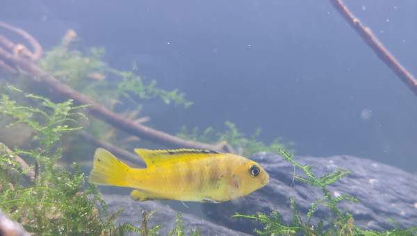 Pseudotropheus Saulosi