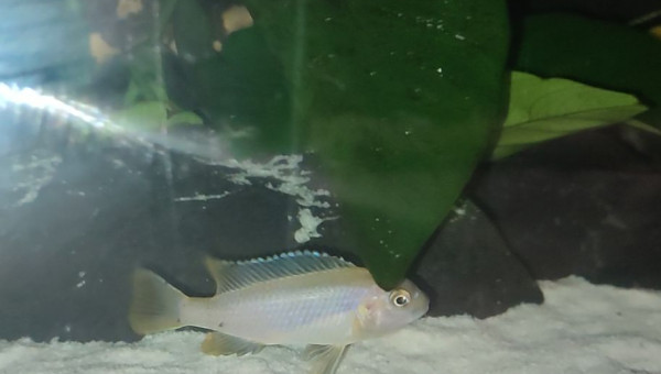 Mâle Pseudotropheus Saulosi ( début de ça coloration)