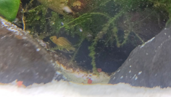 Petit bébé survivent Labido Jaune