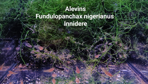 Alevins Fundulopanchax nigerianus Innidere