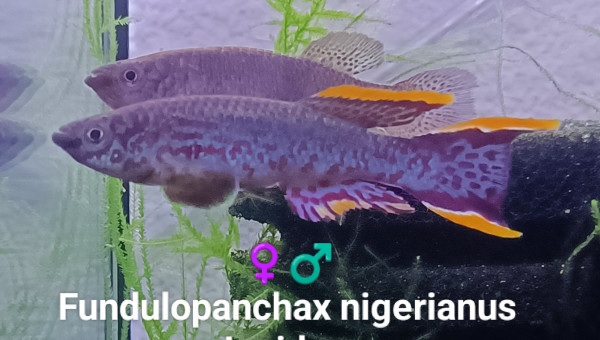 ♀️♂️ Fundulopanchax nigerianus Innidere