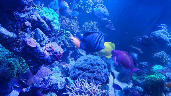 Évolution de l'aqua