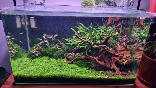 upgrade filtration et diffusion du co2 (filtre externe + diffuseur pro flora)