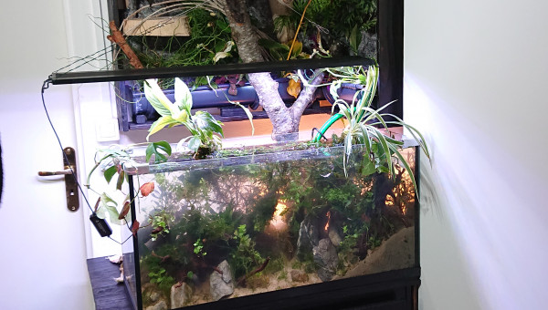 Fangorn Forest  'N  Silvebarbe