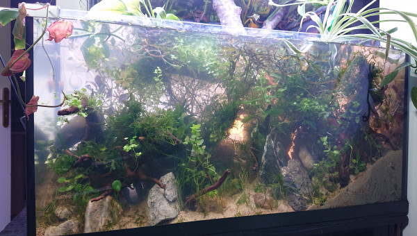 Fangorn Forest  jour J