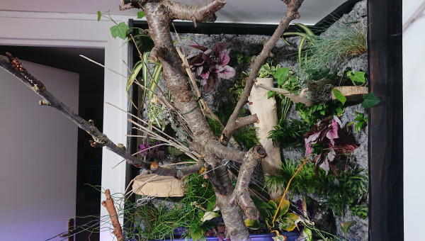 Fangorn Forest  jour J