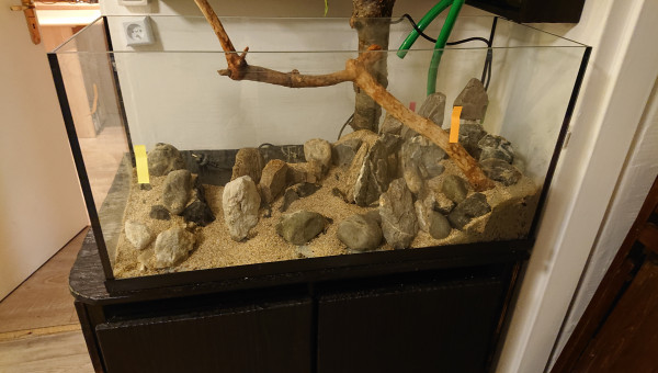 Fangorn Forest  jour J-3