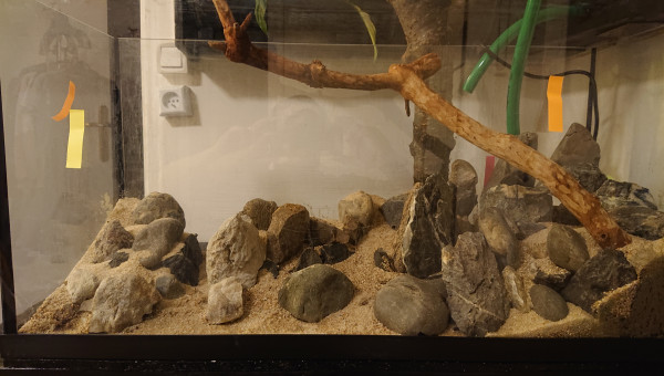 Fangorn Forest  jour J-3