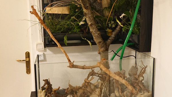 Fangorn Forest  jour J-3