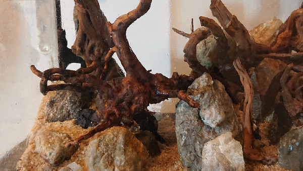 Fangorn Forest  jour J-3