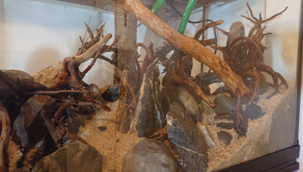 Fangorn Forest  jour J-3