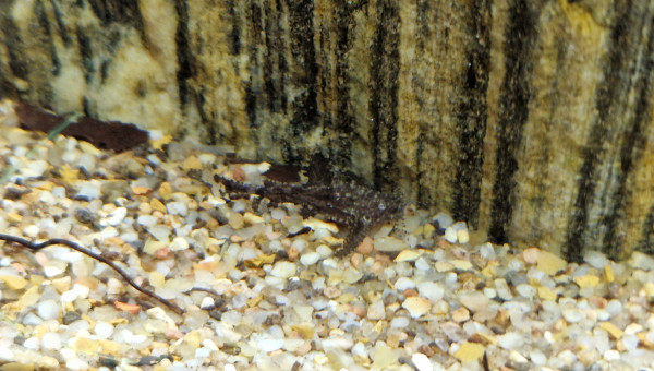 bunocephalus coracoideus