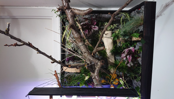 Fangorn Forest  jour J+3