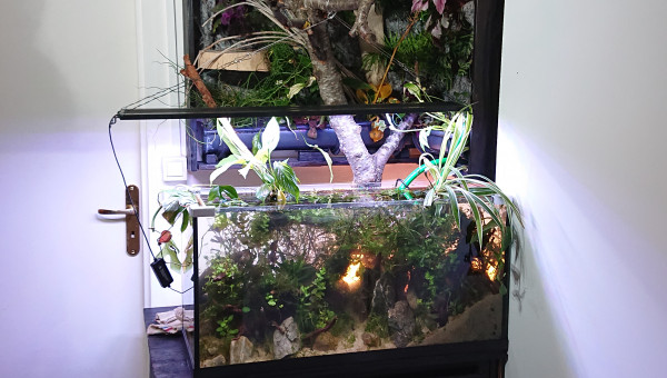 Fangorn Forest  jour J+3