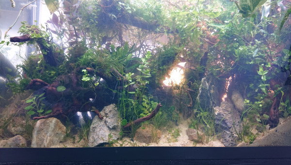 Fangorn Forest  jour J+3