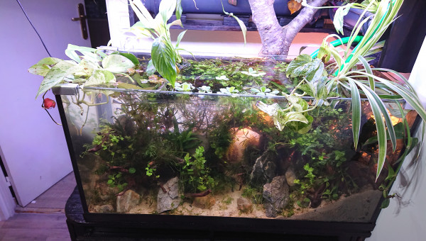 Fangorn Forest  jour J+3