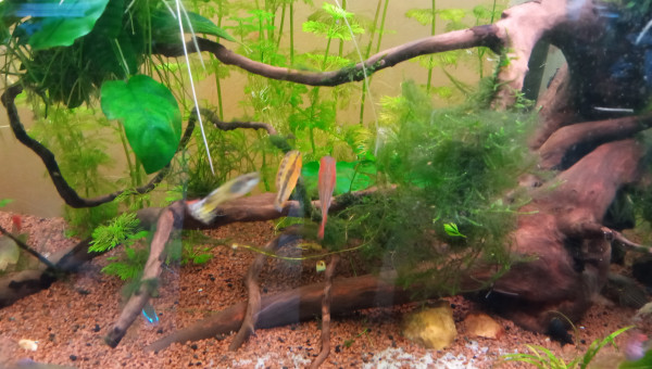 Le mâle alternant entre les deux femelles et leur territoire respectifs