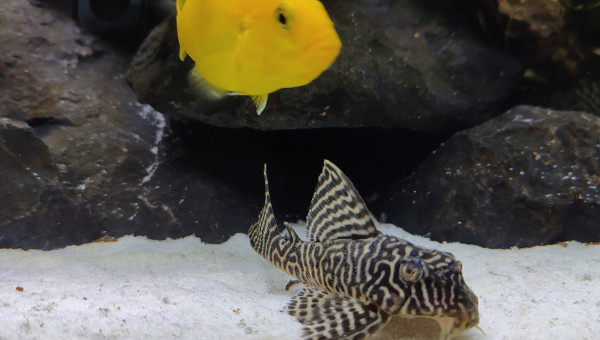 Hypancistrus King Tiger L.333