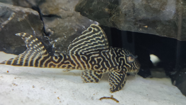 Hypancistrus King Tiger L.333