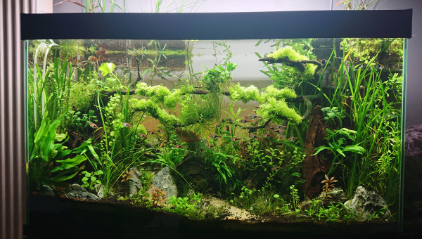 Bornéo S+37  aquascaping jungle