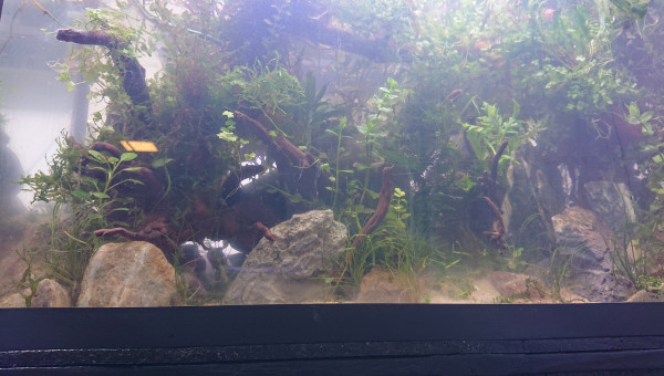 Fangorn Forest  jour J+4