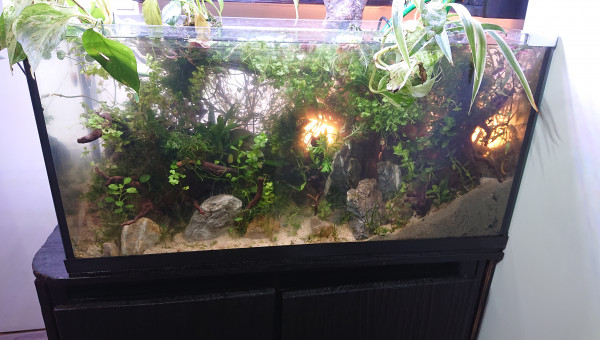 Fangorn Forest  jour J+4