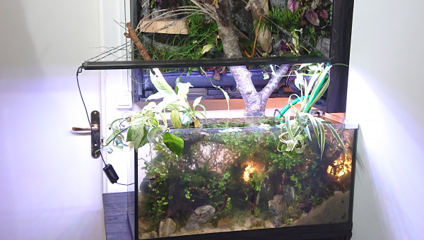 Fangorn Forest  jour J+4