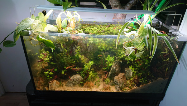 Fangorn Forest  jour J+6