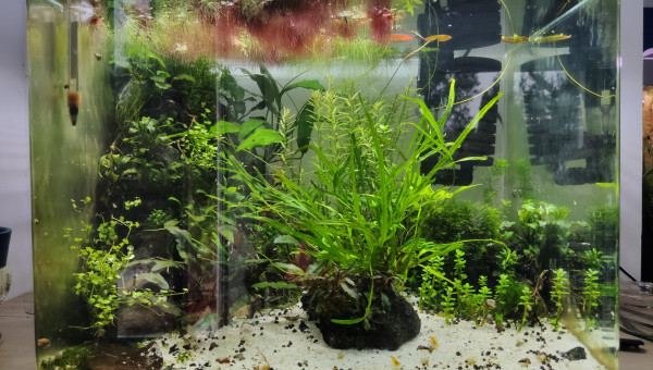 Ça se développe...