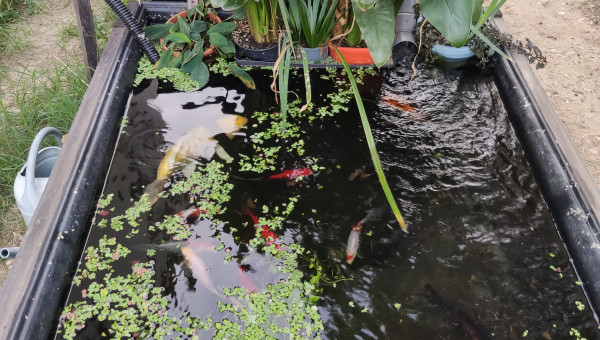 Hâte d'avoir le nouveau bassin