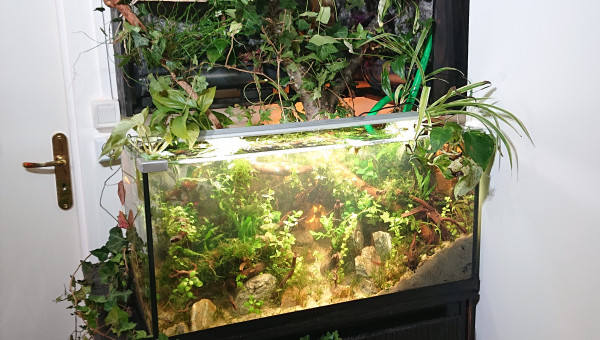 Fangorn Forest  J+10