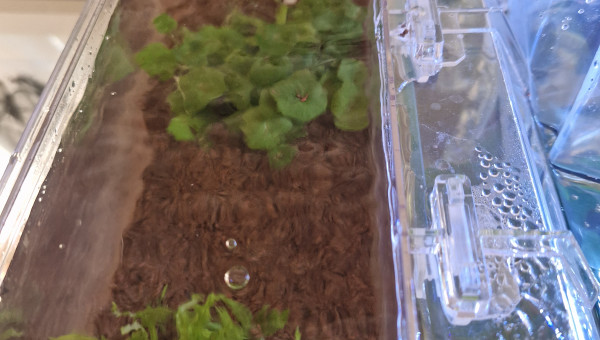 Mini pogostemon et hydrocotyle