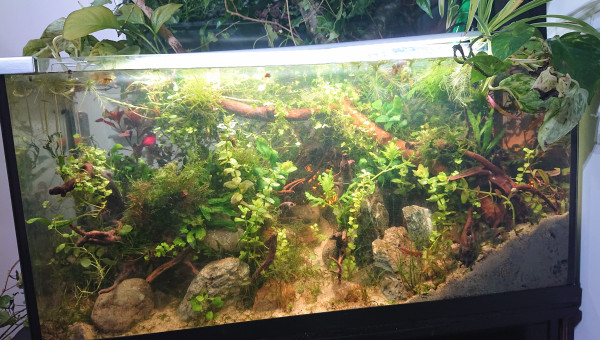 Fangorn Forest  J+10