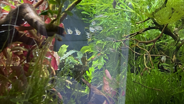 Enfin une preuve qu’il y a des Corydoras pygmaeus dans cet aquarium