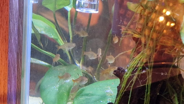 Les tetra sont lâchés