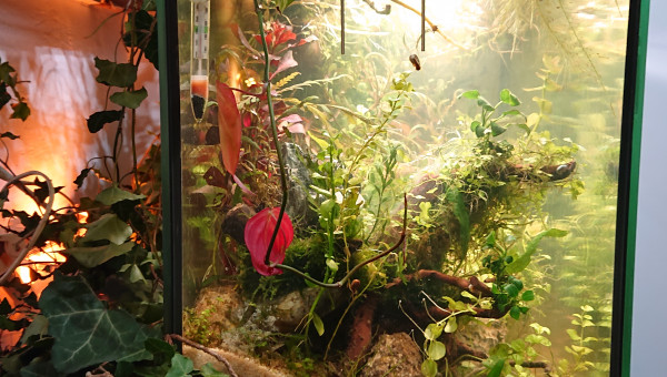 Fangorn Forest  J+14