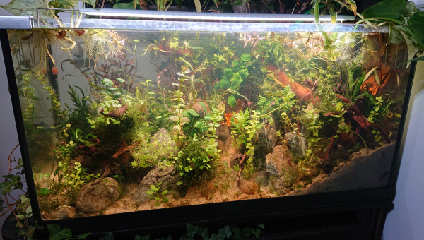 Fangorn Forest  J+14